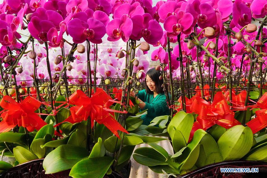 CHINA-HEBEI-TANGSHAN-FACILITY AGRICULTURE-RURAL REVITALIZATION (CN)