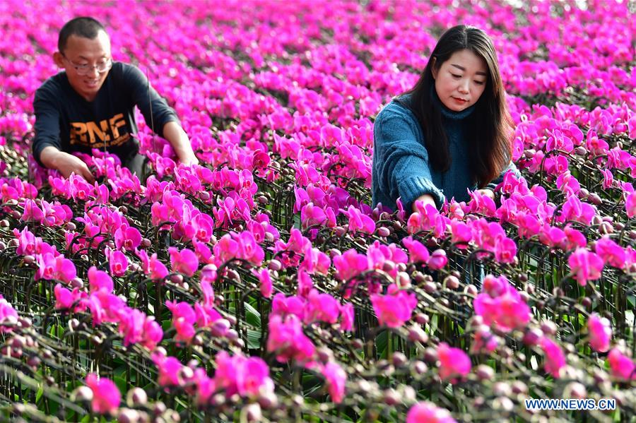 CHINA-HEBEI-TANGSHAN-FACILITY AGRICULTURE-RURAL REVITALIZATION (CN)
