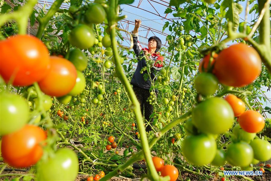 CHINA-HEBEI-TANGSHAN-FACILITY AGRICULTURE-RURAL REVITALIZATION (CN)