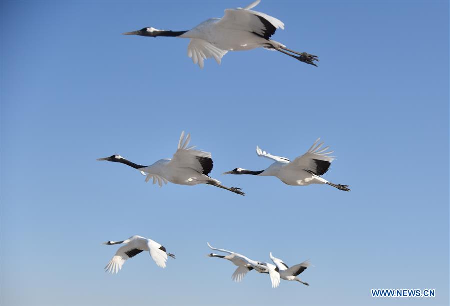 CHINA-QIQIHAR-RED-CROWNED CRANES (CN)