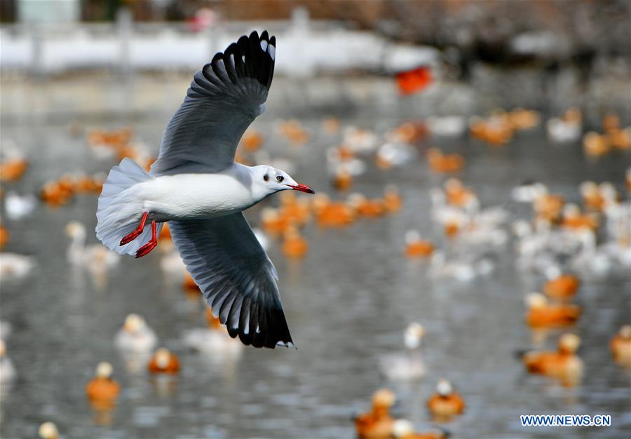 CHINA-TIBET-LHASA-BIRDS (CN)