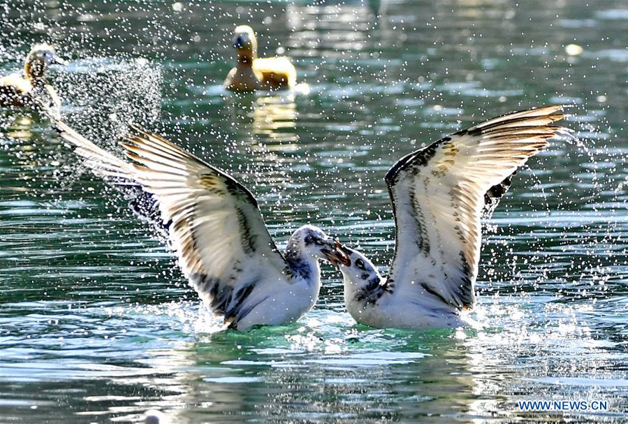 CHINA-TIBET-LHASA-BIRDS (CN)