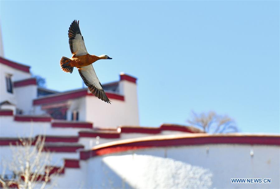 CHINA-TIBET-LHASA-BIRDS (CN)
