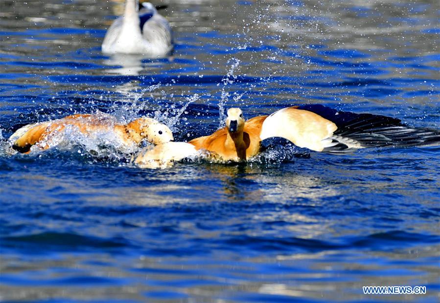 CHINA-TIBET-LHASA-BIRDS (CN)