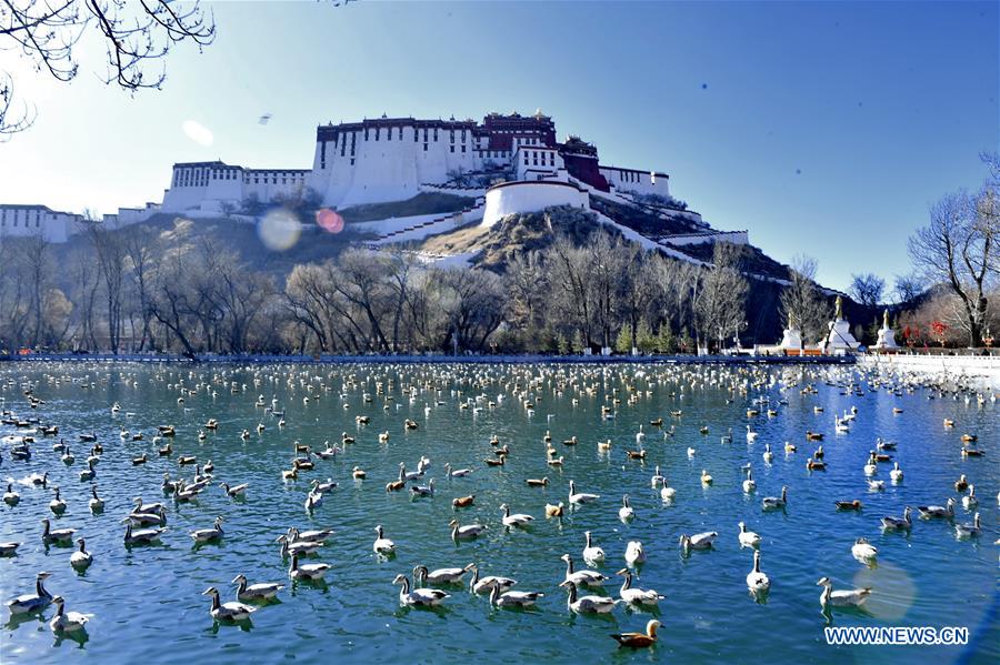 CHINA-TIBET-LHASA-BIRDS (CN)