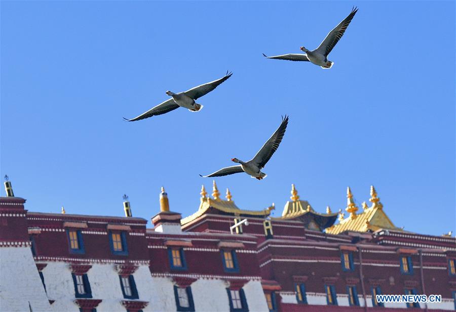 CHINA-TIBET-LHASA-BIRDS (CN)