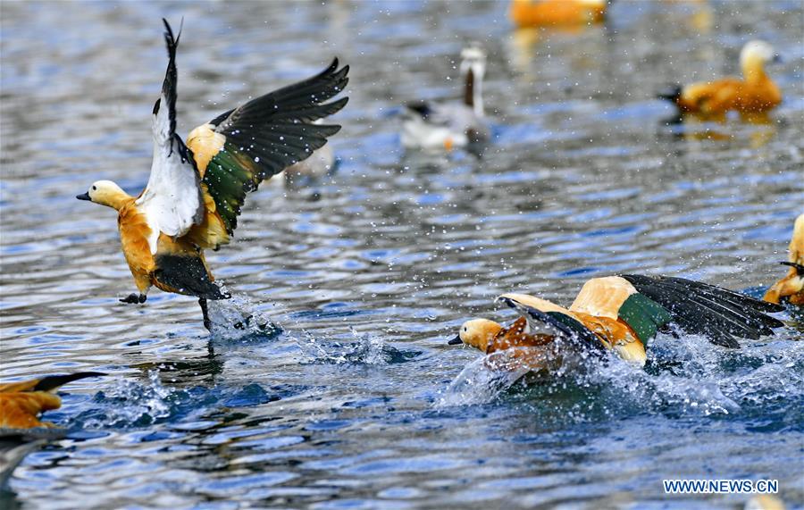 CHINA-TIBET-LHASA-BIRDS (CN)