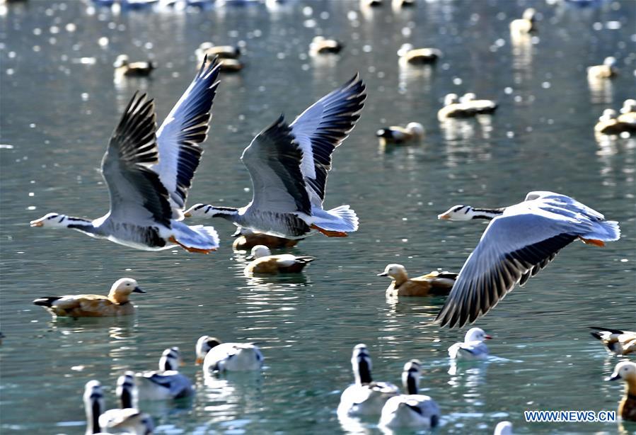 CHINA-TIBET-LHASA-BIRDS (CN)
