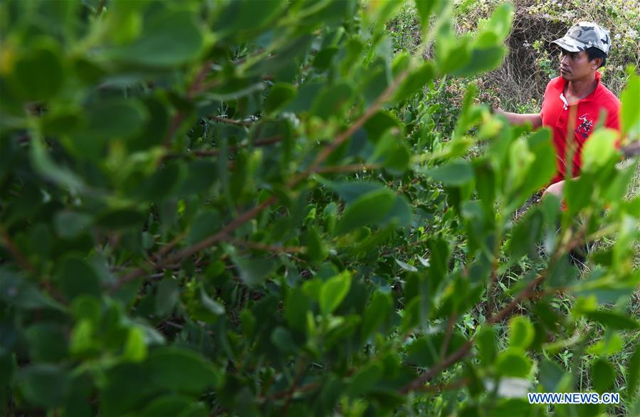 CHINA-HAINAN-MANGROVE RESERVE-GRASSROOT PERSONNEL(CN)