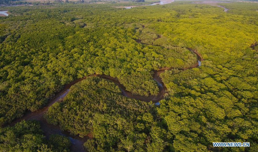CHINA-HAINAN-MANGROVE RESERVE-GRASSROOT PERSONNEL(CN)