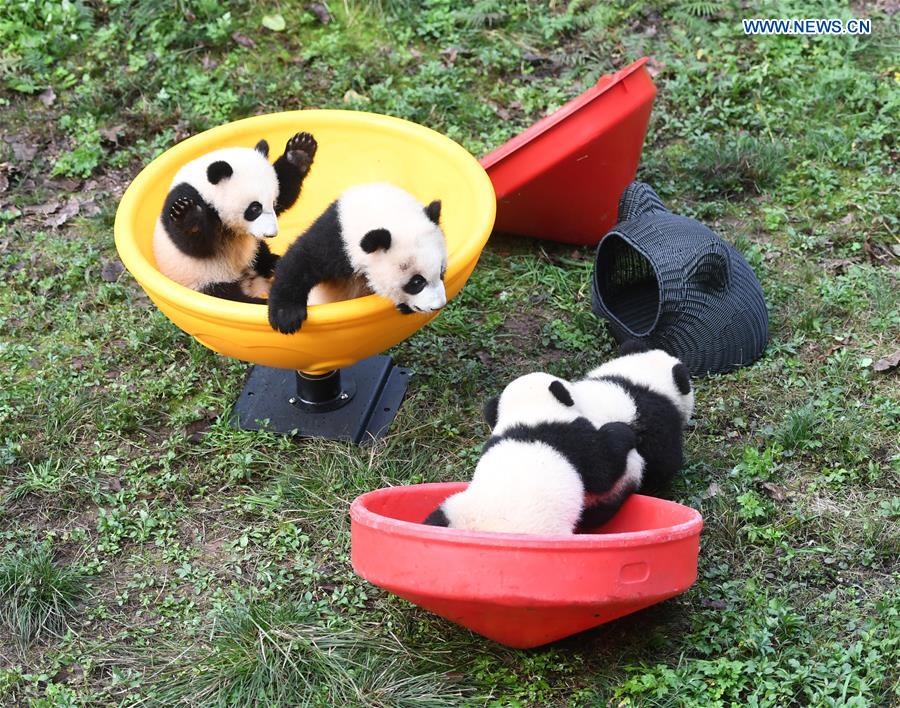 CHINA-CHONGQING-GIANT PANDA CUBS-CELEBRATION (CN)