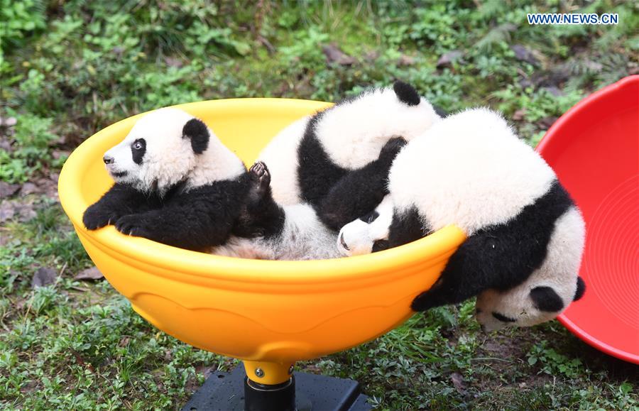 CHINA-CHONGQING-GIANT PANDA CUBS-CELEBRATION  (CN)