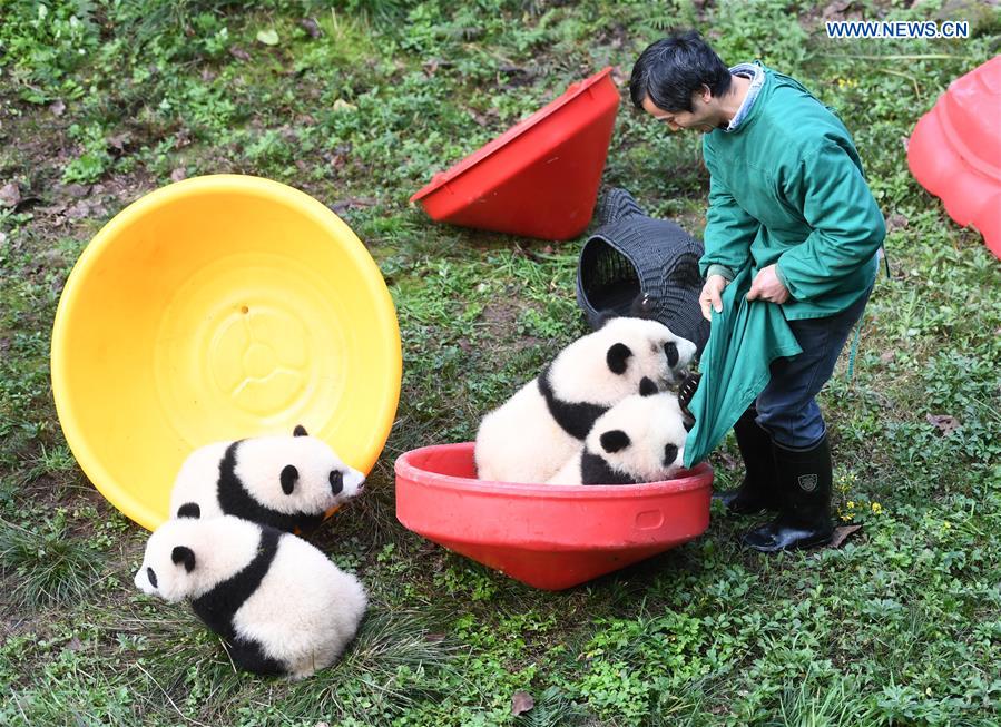 CHINA-CHONGQING-GIANT PANDA CUBS-CELEBRATION  (CN)