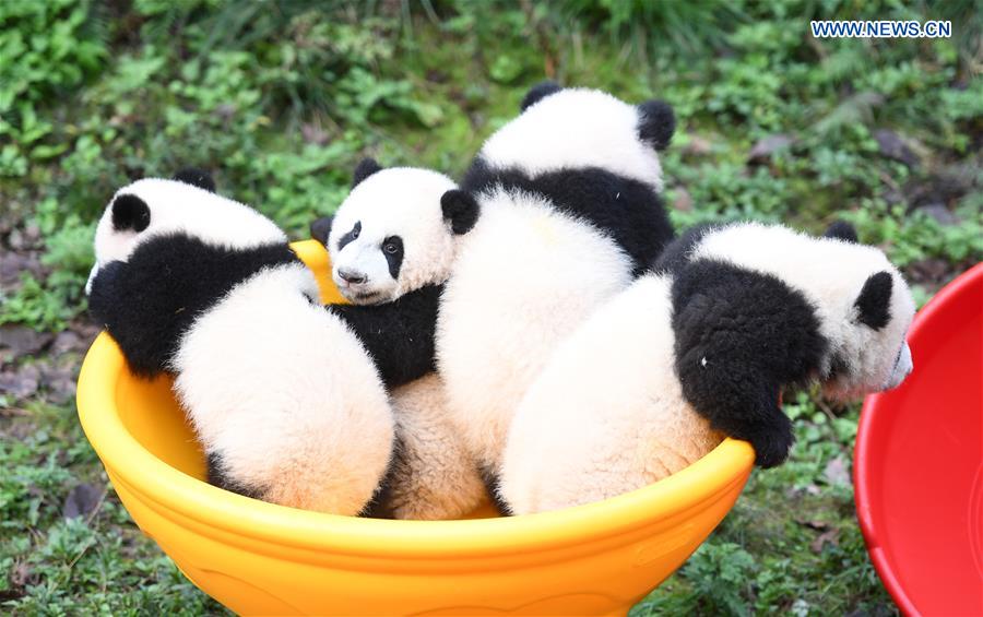 CHINA-CHONGQING-GIANT PANDA CUBS-CELEBRATION  (CN)
