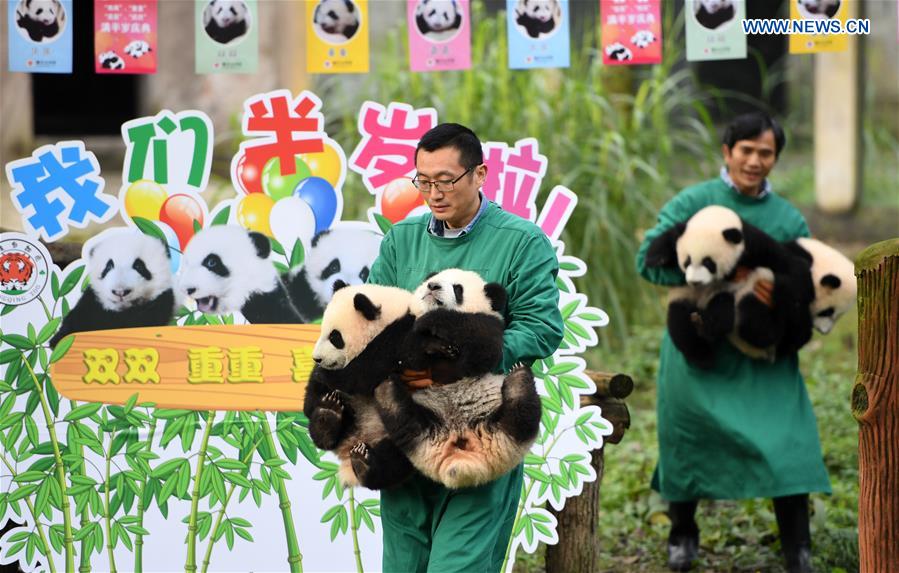 CHINA-CHONGQING-GIANT PANDA CUBS-CELEBRATION  (CN)