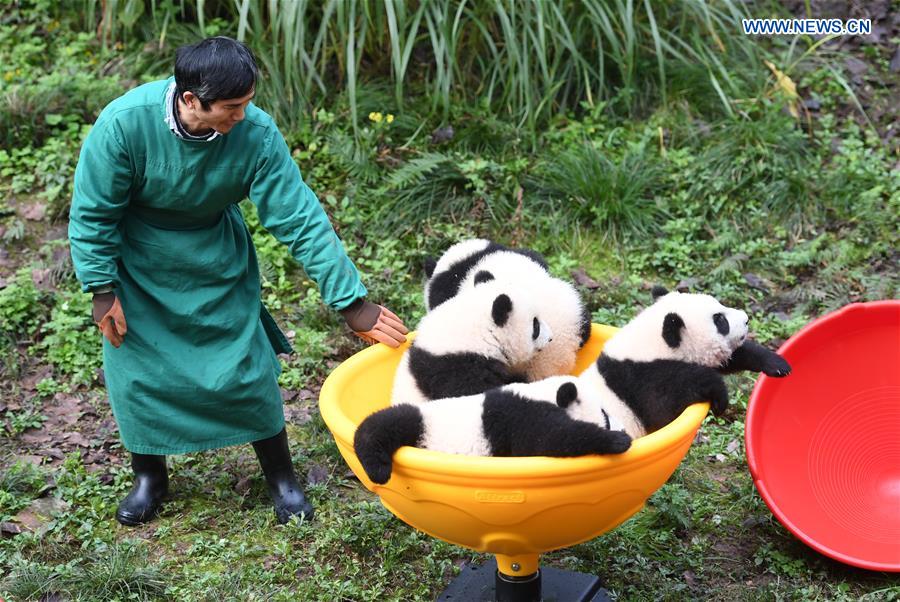 CHINA-CHONGQING-GIANT PANDA CUBS-CELEBRATION  (CN)