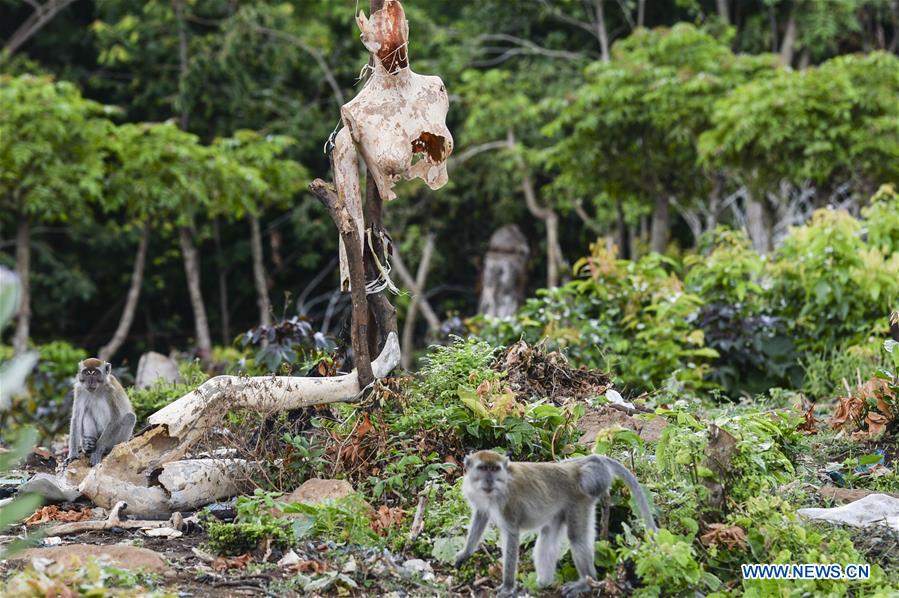 INDONESIA-ACEH-LONG TAILED MACAQUES