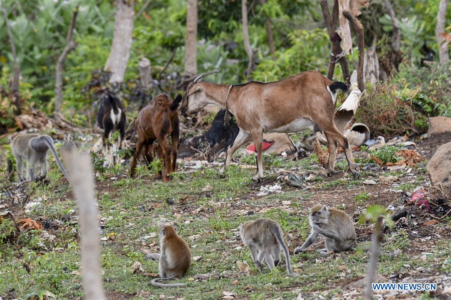 INDONESIA-ACEH-LONG TAILED MACAQUES
