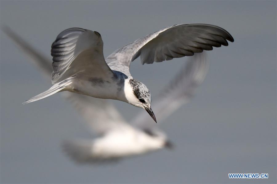 KUWAIT-KUWAIT CITY-BEACH-BIRDS