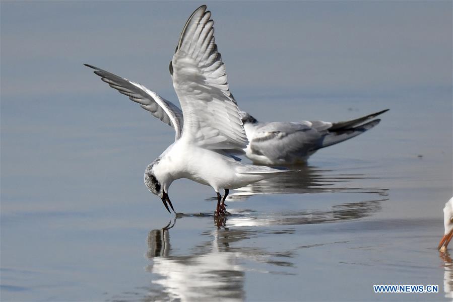 KUWAIT-KUWAIT CITY-BEACH-BIRDS
