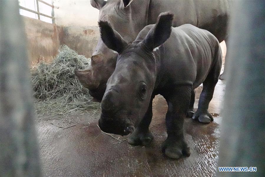 SINGAPORE-ZOO-SOUTHERN WHITE RHINOCEROS BABY
