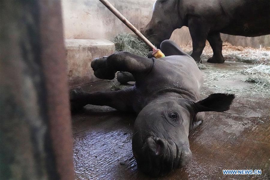 SINGAPORE-ZOO-SOUTHERN WHITE RHINOCEROS BABY
