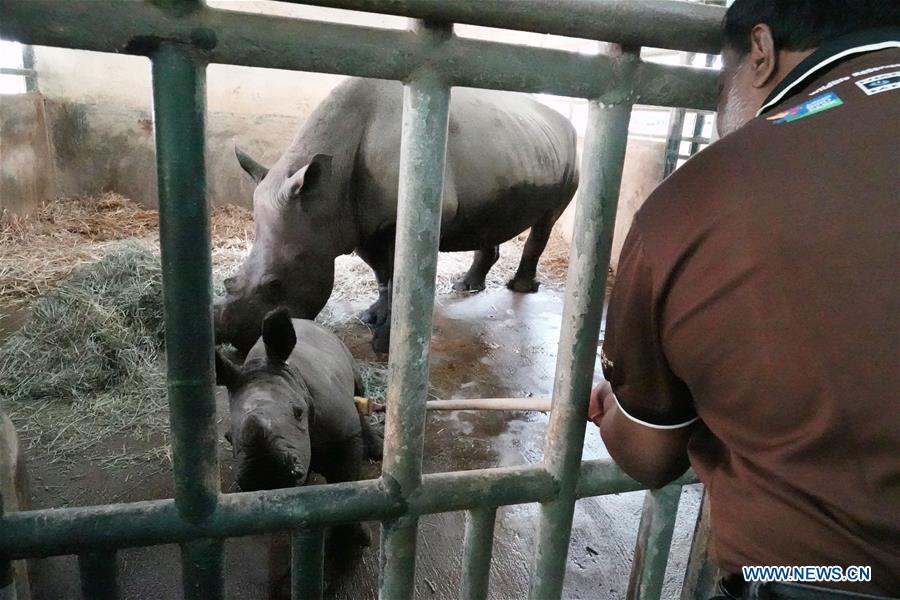SINGAPORE-ZOO-SOUTHERN WHITE RHINOCEROS BABY