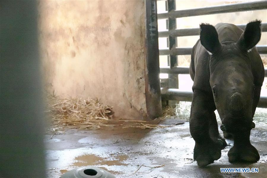 SINGAPORE-ZOO-SOUTHERN WHITE RHINOCEROS BABY