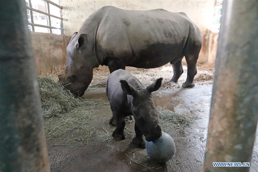 SINGAPORE-ZOO-SOUTHERN WHITE RHINOCEROS BABY
