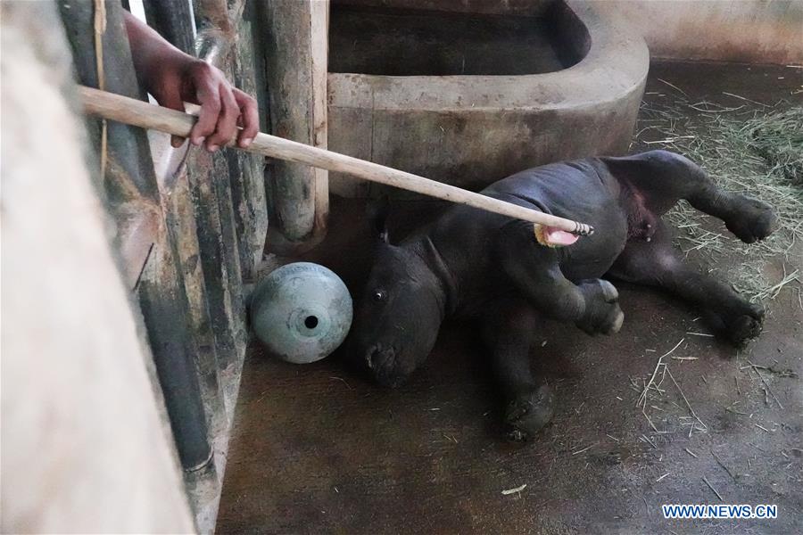 SINGAPORE-ZOO-SOUTHERN WHITE RHINOCEROS BABY