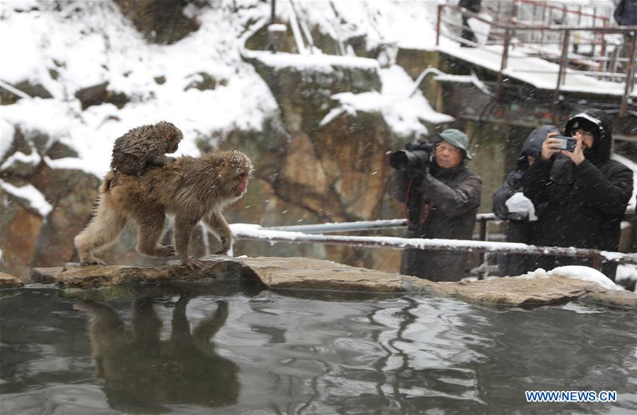 JAPAN-NAGANO-SNOW MONKEY-HOT SPRING