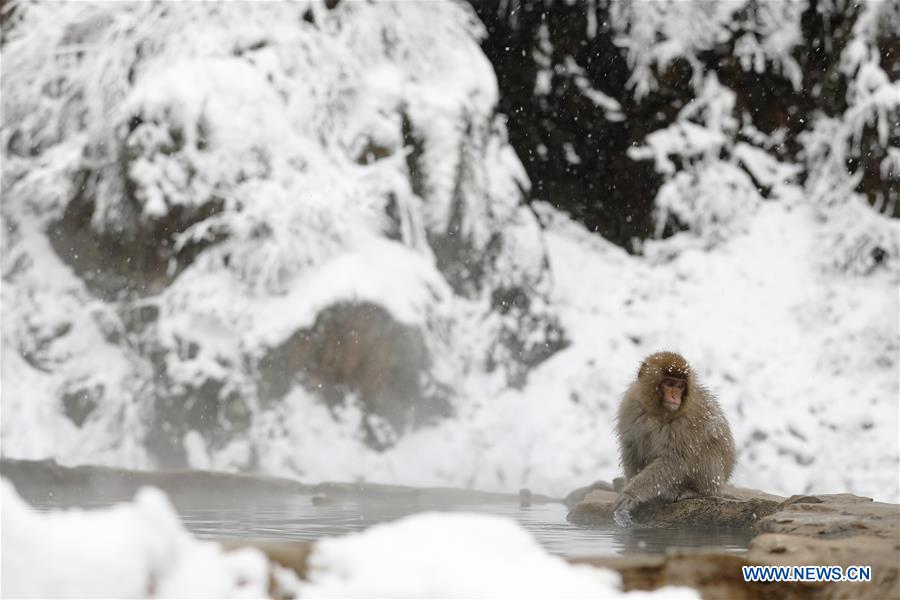 JAPAN-NAGANO-SNOW MONKEY-HOT SPRING