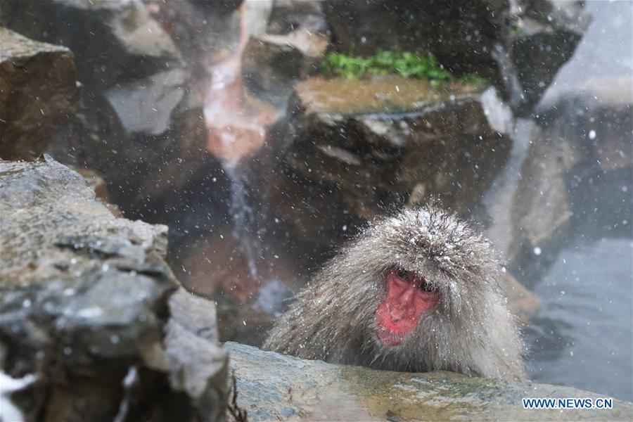 JAPAN-NAGANO-SNOW MONKEY-HOT SPRING