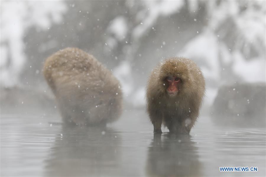 JAPAN-NAGANO-SNOW MONKEY-HOT SPRING