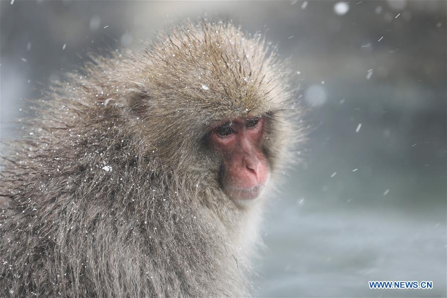 JAPAN-NAGANO-SNOW MONKEY-HOT SPRING