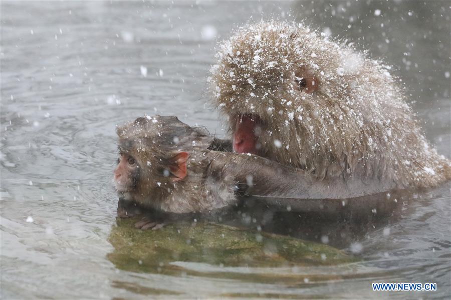 JAPAN-NAGANO-SNOW MONKEY-HOT SPRING