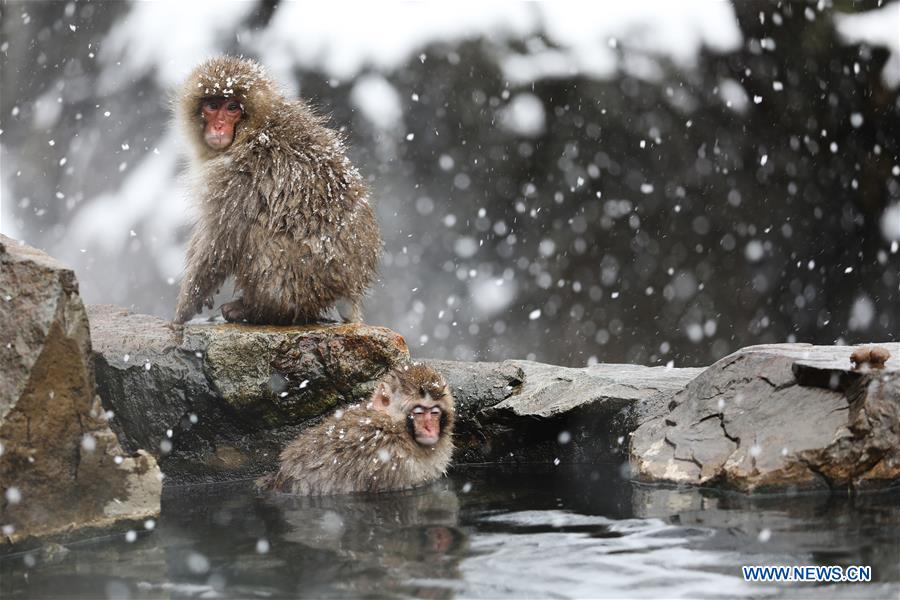 JAPAN-NAGANO-SNOW MONKEY-HOT SPRING