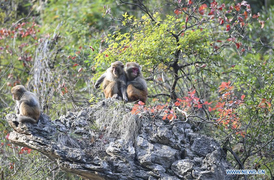 CHINA-CHONGQING-WUSHAN-SMALL THREE GORGES-MACAQUES (CN)