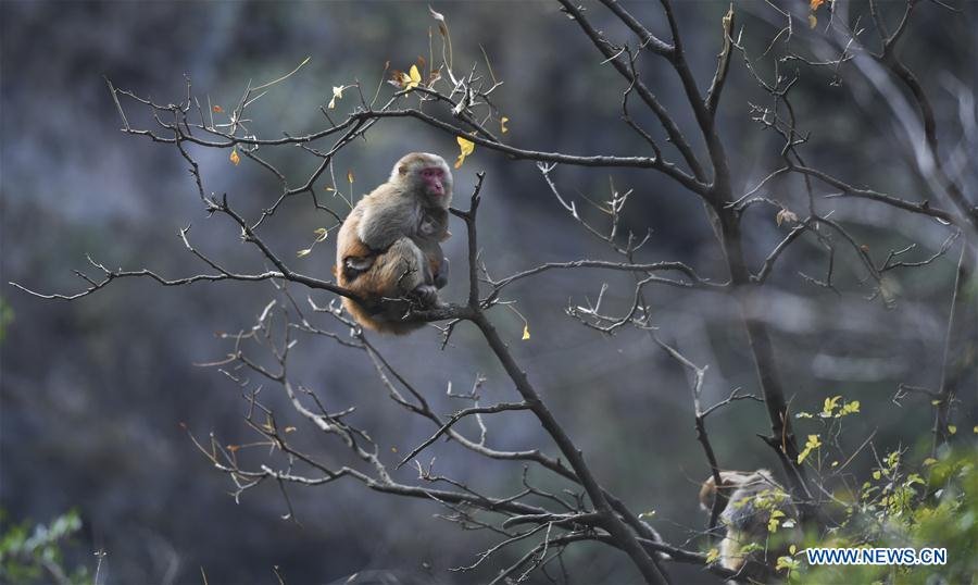 CHINA-CHONGQING-WUSHAN-SMALL THREE GORGES-MACAQUES (CN)