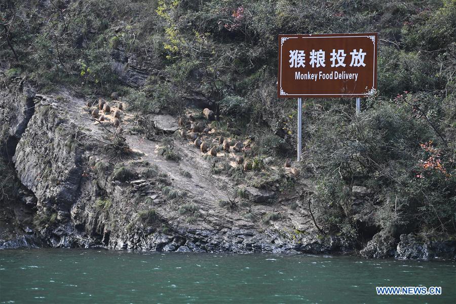 CHINA-CHONGQING-WUSHAN-SMALL THREE GORGES-MACAQUES (CN)