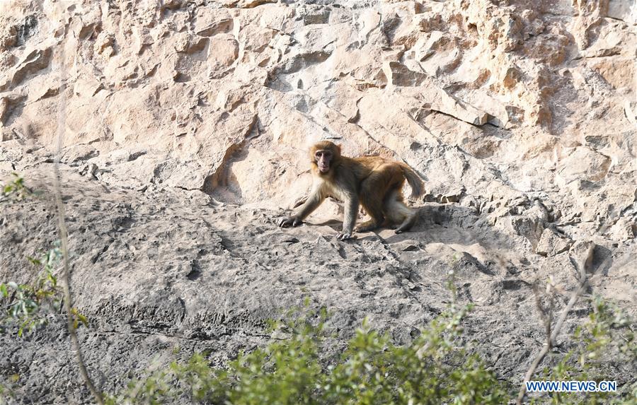 CHINA-CHONGQING-WUSHAN-SMALL THREE GORGES-MACAQUES (CN)