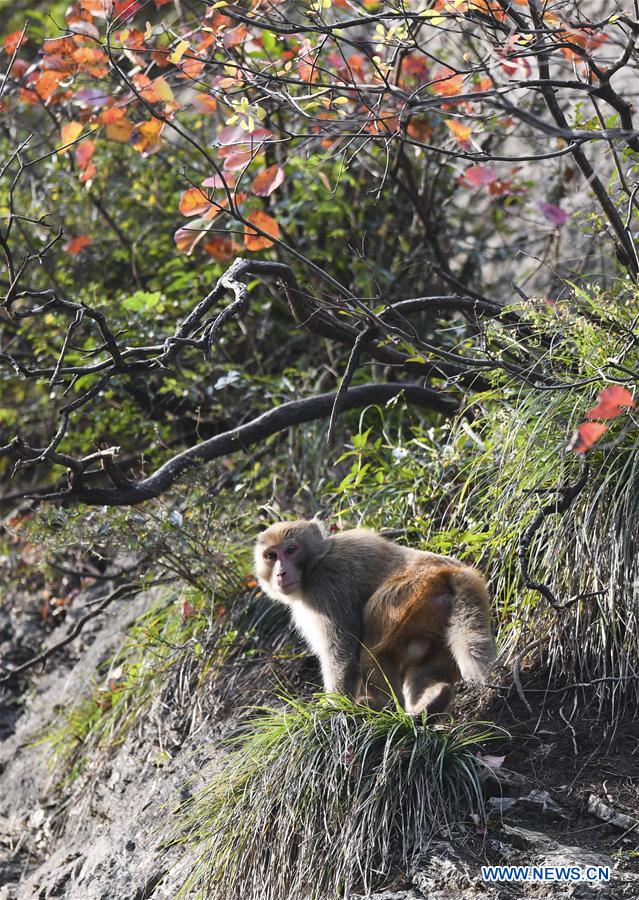 CHINA-CHONGQING-WUSHAN-SMALL THREE GORGES-MACAQUES (CN)