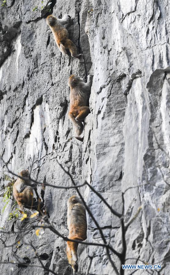 CHINA-CHONGQING-WUSHAN-SMALL THREE GORGES-MACAQUES (CN)