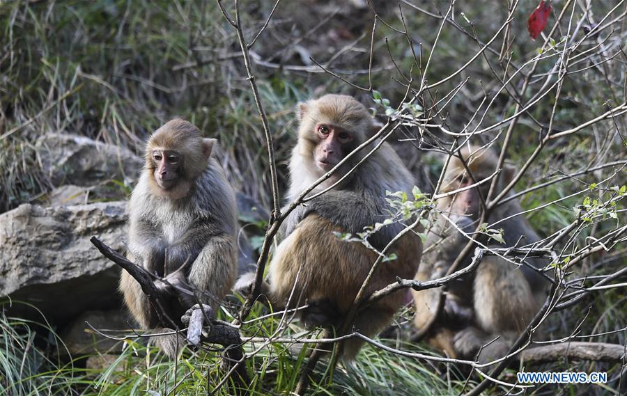 CHINA-CHONGQING-WUSHAN-SMALL THREE GORGES-MACAQUES (CN)