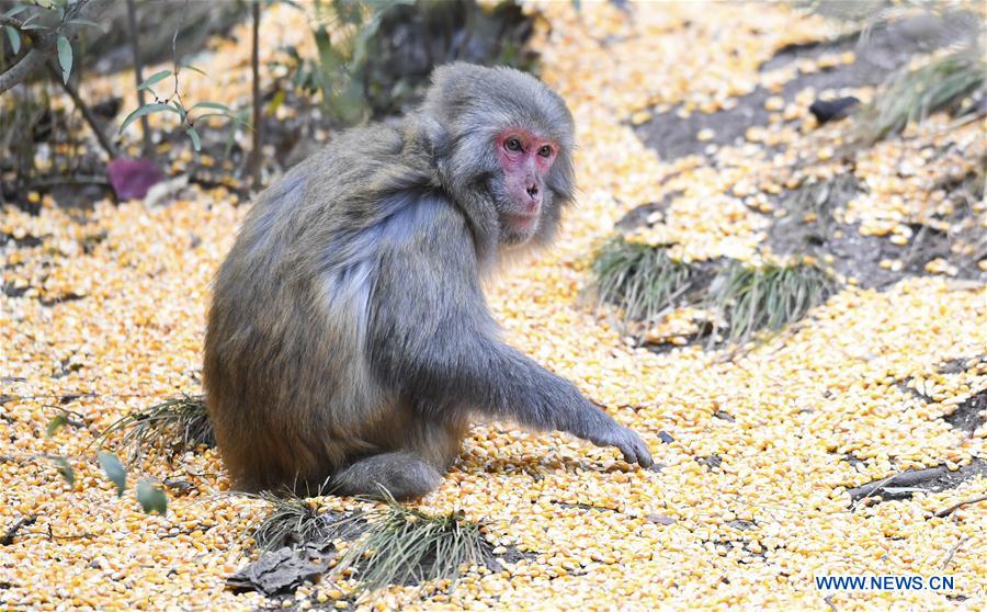 CHINA-CHONGQING-WUSHAN-SMALL THREE GORGES-MACAQUES (CN)