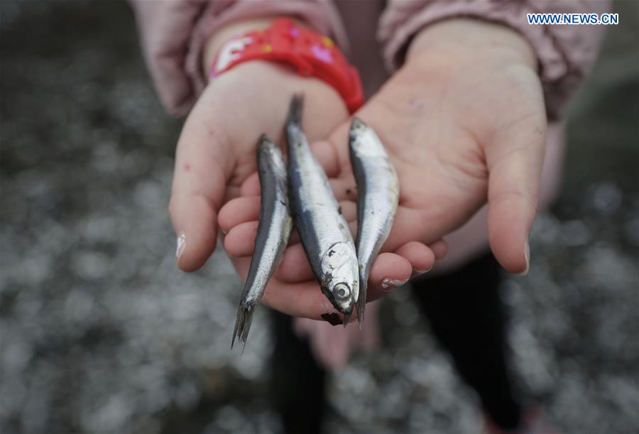 CANADA-WHITE ROCK-SHORE-FISH
