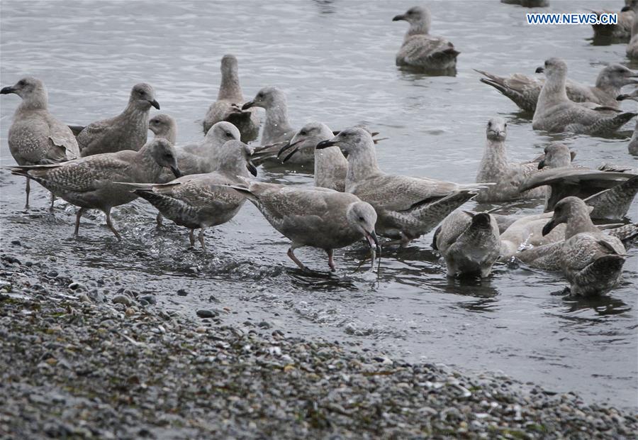 CANADA-WHITE ROCK-SHORE-FISH