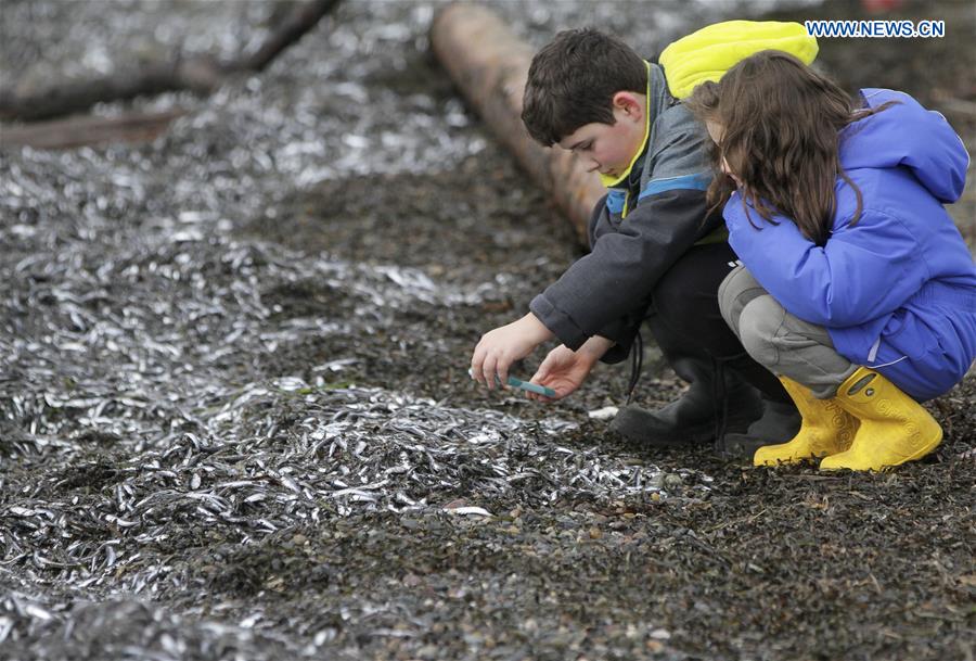 CANADA-WHITE ROCK-SHORE-FISH
