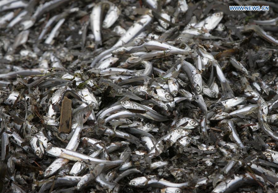 CANADA-WHITE ROCK-SHORE-FISH