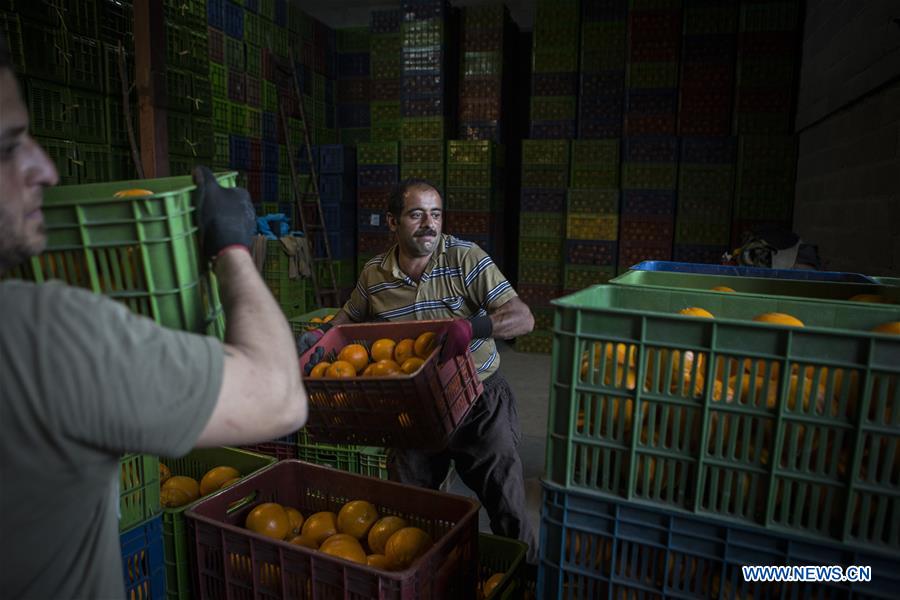 IRAN-TONEKABON-ORANGE-HARVEST SEASON